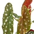 thumbnail image 3 of Begonia 'Maculata', 4" Pot, Indoor Houseplant, Easy Care, Live Plant for Indoor & Outdoor, 3 of 4