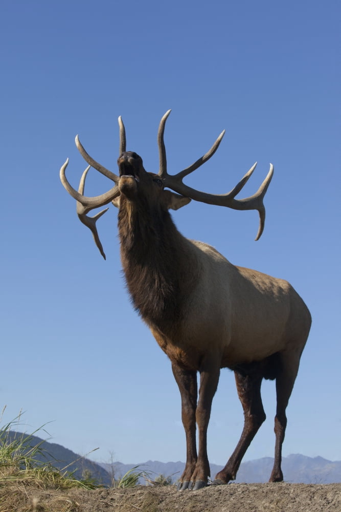 Close Up View Of A Rocky Mountain Bull Elk Bugling During The Autumn Rut At The Alaska Wildlife Conservation Center Near Portage Southcentral Alaska Captive Canvas Art - Doug Lindstrand Design Pics (