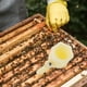 thumbnail image 4 of 1pc Honey Flowing Gate Plastic Extractor Tap Beeepinging Equipment Herramienta, 4 of 4