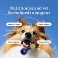 thumbnail image 3 of Petlab Co. - ProBright Dog Dental Powder – Innovative Dog Teeth Cleaning - Tailored for Extra Small Sized Dogs, 3 of 8
