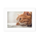 thumbnail image 1 of Animal puro gato foto foto Marco de Fotos de escritorio imagen Blanco Pintura arte 5x7 pulgadas, 1 of 4