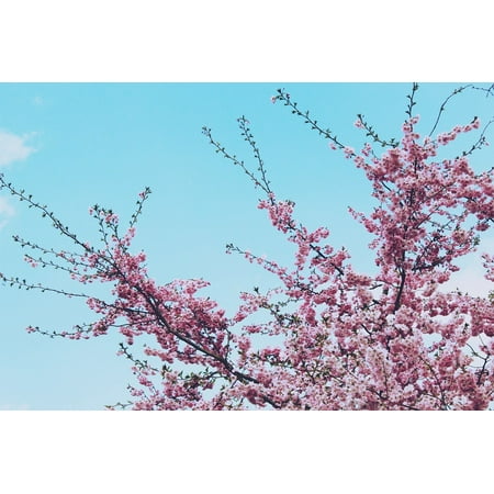 Cherry Tree Leaves - Canvas Print Leaves Tree Cherry Flowers Spring Cherry Blossom Stretched Canvas 10 X 14