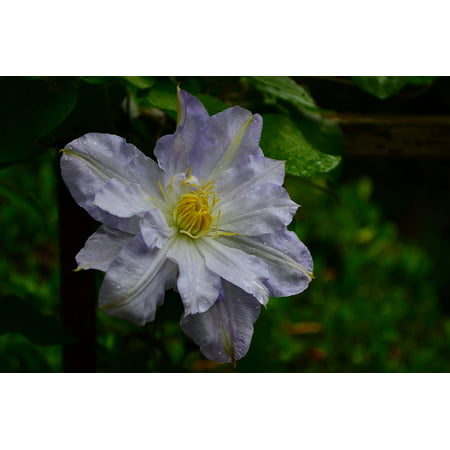 LAMINATED POSTER Climber Clematis Spring Green Bloom Purple Flower Poster Print 11 x