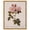 Gold Frame, variant on Damask Rose Canvas Vintage Botanical by Art Remedy, Gallery Wrapped, 36 x 45