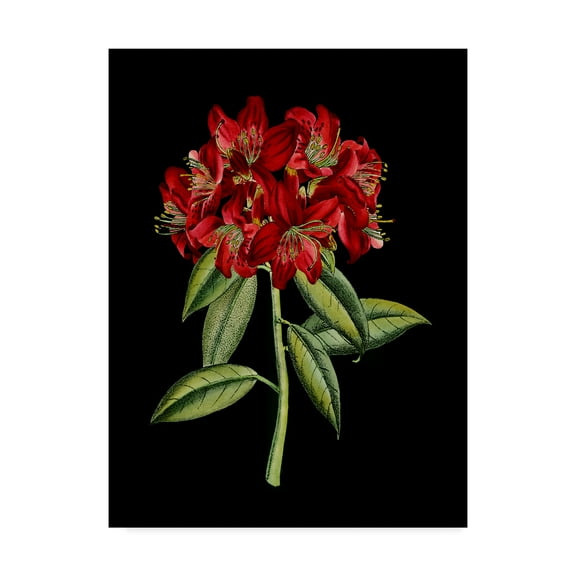 Trademark Fine Art 'Crimson Flowers on Black II' Canvas Art by Unknown