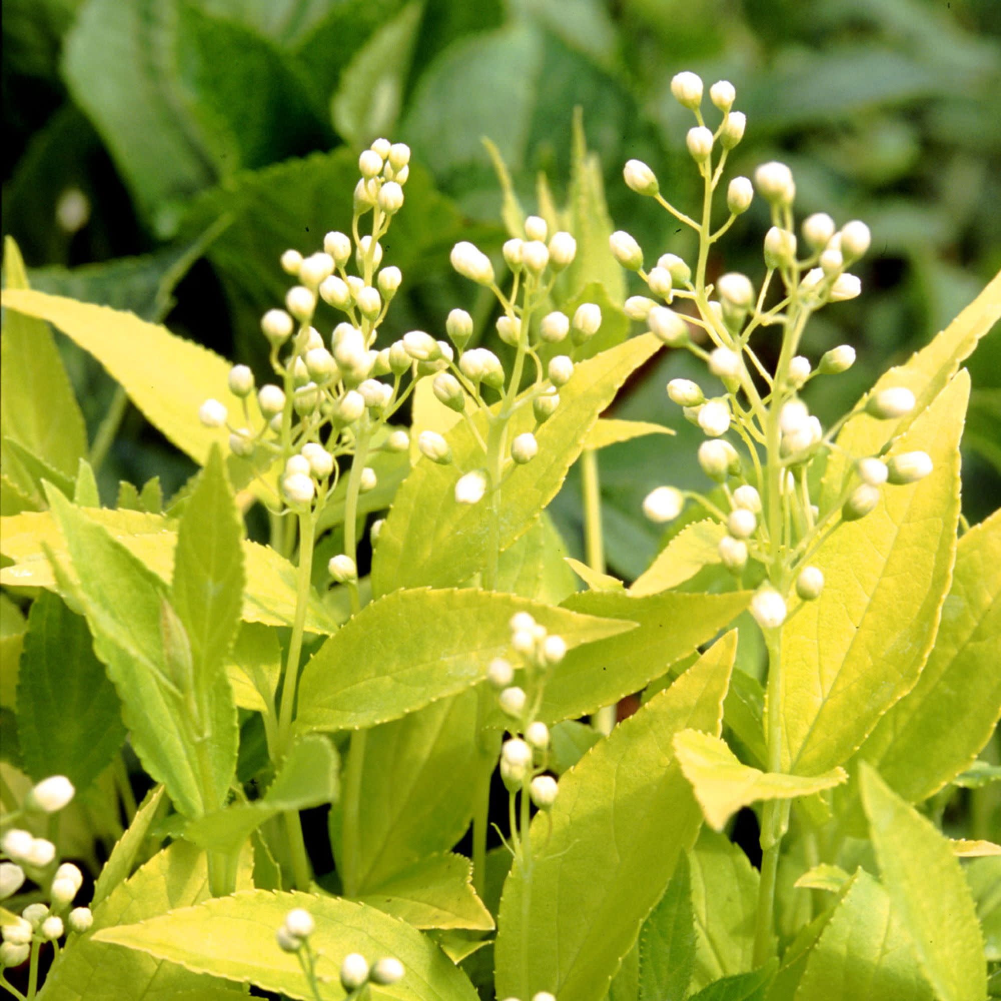 Proven Winners ColorChoice 5" White Chardonnay Pearls Deutzia Live Plant in 4.5" Pot (4 Count)