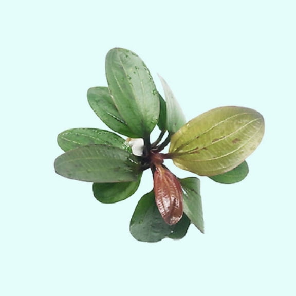 Amazon Sword Echinodorus (Red Pearl) (1 Plant | Small 5-8 Inches) Live Aquarium Plants BUY 2 GET 1 FREE
