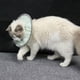 thumbnail image 3 of PetCat Collar isabelino antilamido de recuperación, ligero, transpirable, resistente al agua, protector antimordeduras (S), 3 of 8