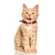 thumbnail image 4 of Collar ajustable para gatito de gato para mascotas de 5 piezas con campana de seguridad y diamantes de imitación de corazón de amor, 4 of 5