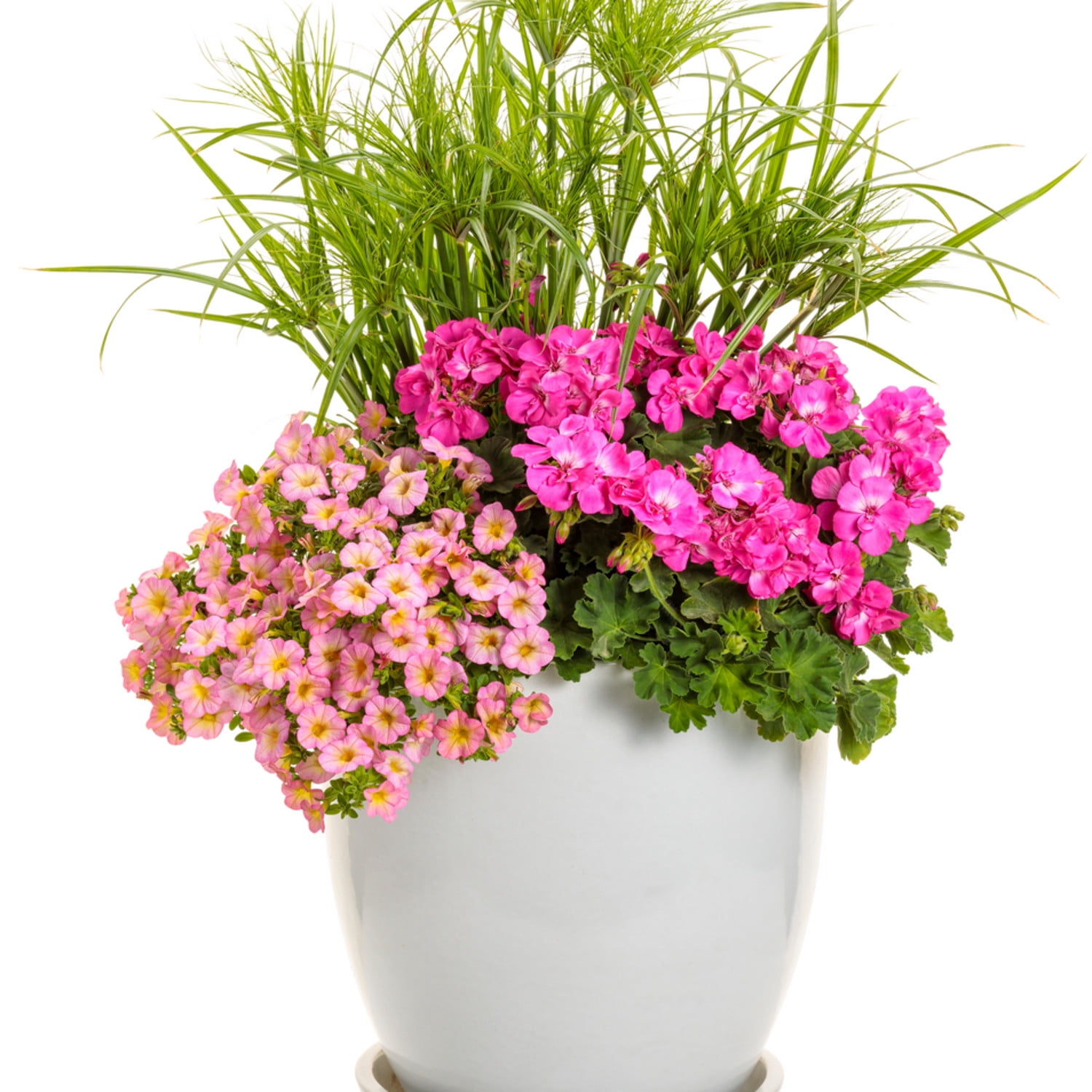 Proven Winners 5" Graceful Grasses Prince Tut Dwarf Egyptian Papyrus Live Plant in 4.5" Pot (4 Count)