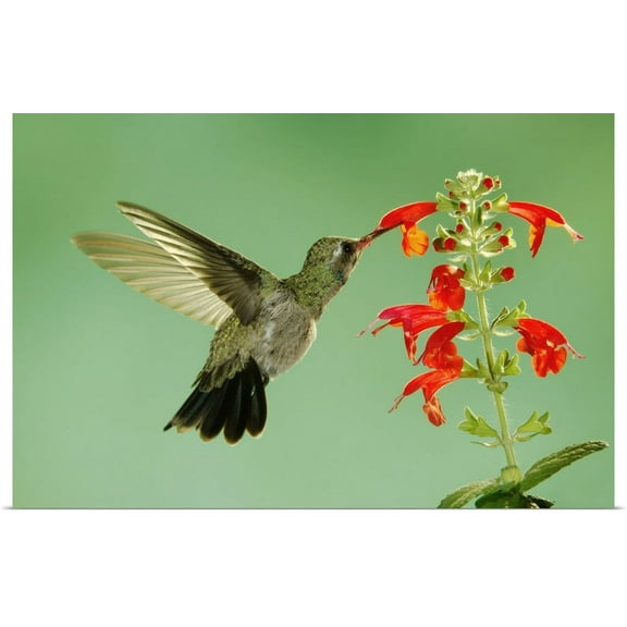 GBC | "Broad-billed Hummingbird" Art Print - 24x16