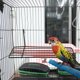 thumbnail image 3 of 1pc rejilla de hierro marco colgando hierro marco estante decoración de pared simple para PET Parrot Pájaro posado (negro), 3 of 8
