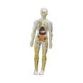 thumbnail image 2 of Modelo de cuerpo humano Juguete de anatomía para niños, órganos extraíbles, modelo de esqueleto Kids Modelo de órgano de torso humano para suministros Transparente, 2 of 9