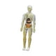 thumbnail image 2 of Modelo de cuerpo humano para niños, modelo esqueleto para niños órganos removibles partes del cuerpo, órganos anatomía figura para enseñanza de ayuda Transparente, 2 of 8