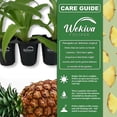 thumbnail image 3 of Cathy Ornamental Pineapple Plant - Live Starter Plant in a 2 Inch Pot - Ananas Nanus - Non-Edible Ornamental Fruit Tree for The Patio and Garden, 3 of 6