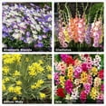 thumbnail image 2 of Bee & Butterfly Blooming Collection - 100 Bulbs Featuring 4 Varieties of Pink, Yellow, Red, White Flowers- Attracts Pollinators to the Garden, 2 of 7