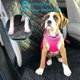 thumbnail image 4 of Funda para asiento de coche para perros para asientos delanteros. Protector de Asiento de Coche para Perros Impermeable y Antirrayas. Se adapta a la mayoría de camionetas, furgonetas y SUV, color, 4 of 5