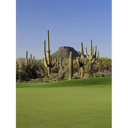 Saguaro Cacti in a Golf Course, Troon North Golf Club, Scottsdale, Maricopa County, Arizona, USA Print Wall