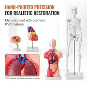 KFFKFF Collection of Human Anatomy Models, Includes Brain, Human Body Torso, Heart, Skeleton, Set of 4, 3D Interactive Study Aids, Instructional Tools for Physiology Students or Educational Resource