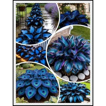 Perennial Hostas For Planting Beautify Environment Exquisite Variegated Blossoms,Easy Planting Perennial Gardens Decoration Premium Stakes(Non-Artificial)-10 color options