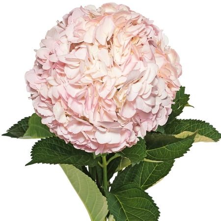 Natural Fresh Flowers - Airbrushed Light Pink Hydrangeas, 15 (Best Flowers For Buttonholes)