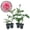 4 Plants, variant on Mrs BR Cant Rose Bush - 1 Live Starter Plant - Beautifully Fragrant Hybrid Tea Rose - A Versatile Beauty with Colorful Pink Blooms
