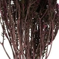 thumbnail image 4 of Vickerman 16-22" Purple Orchid Cotton Phylica Flower, 4-5 oz Bundle, Preserved, 4 of 5