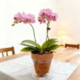 thumbnail image 4 of 2-Pack 4-Inch Self-Watering Planter with PVC Liner and Terracotta Pot Set, Keeps Plants Hydrated, Water Once a Week, Ideal for Families on Business Trips or Vacations, 4 of 6