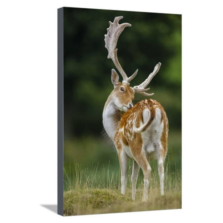 Fallow Deer (Dama Dama) Buck Grooming, Antlers In Velvet. North Island, New Zealand Stretched Canvas Print Wall Art By Andy