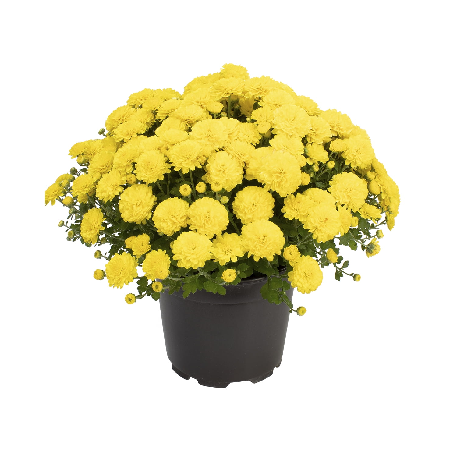 Expert Gardener 3QT Yellow Mum Live Plant