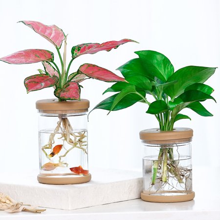 2Pcs Clear Hydroponic Flower Pot for Grow Small Potted Plants