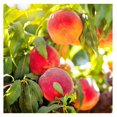 Elberta Peach Tree, Heirloom Variety, Flowering, SelfPollinator, 1 gal