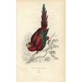 thumbnail image 2 of Scarlet Macaw, Ara Macao Poster Print By ® Florilegius Mary Evans (24 X 36), 2 of 4