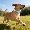 thumbnail image 3 of MKHSQHDG Todays Deals Clearance Sale Cat and Finder Locator Alarm Key Loss Alarm Silicone Cat and Android Locator Location Tracking Collar Suitable for Any Collar Worldwide, 3 of 5