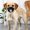 Black-S-1pcs, variante sur 1/3 Pcs Masque Anti-Poussière pour Chien Couvre-Bouche pour Chien