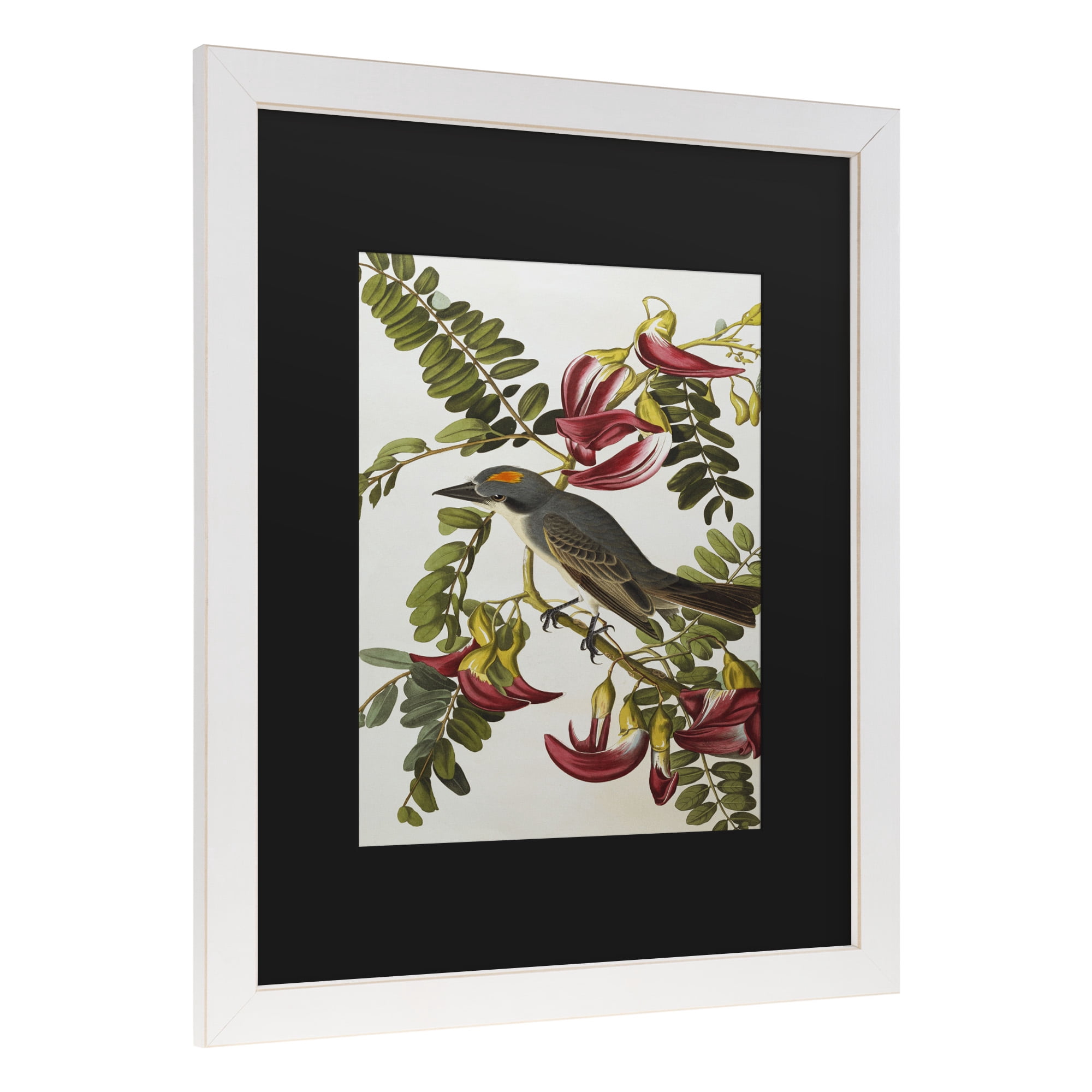 Trademark Fine Art 'Gray Tyrant Gray Kingbird' Canvas Art by John James Audubon