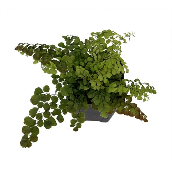Himalayan Maidenhair Fern - Adiantum venustum - 2.5" Pot
