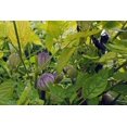 thumbnail image 3 of Purple Chinese Lantern Seeds for Planting - 50 Seeds - Exotic Garden Seeds - Ships from Iowa, USA, 3 of 4