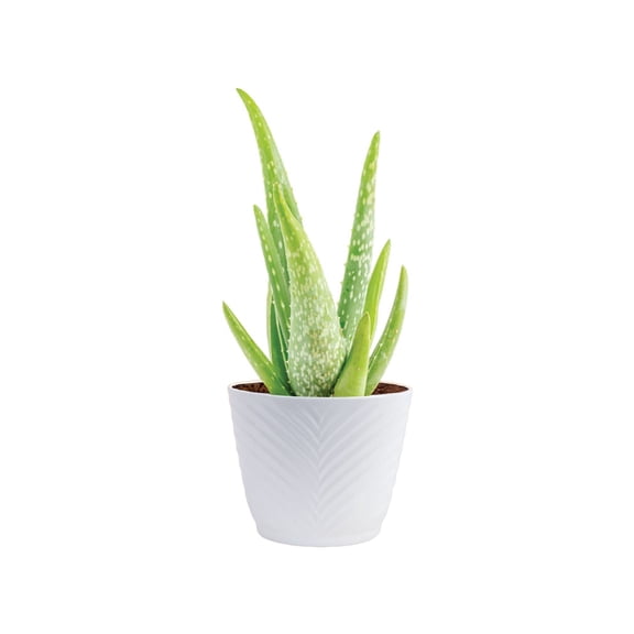 Costa Farms 7" Aloe Vera Plant Live House Plants in 4" Grower Pot