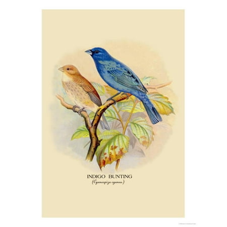 - Indigo Bunting Print Wall Art By Arthur G. Butler