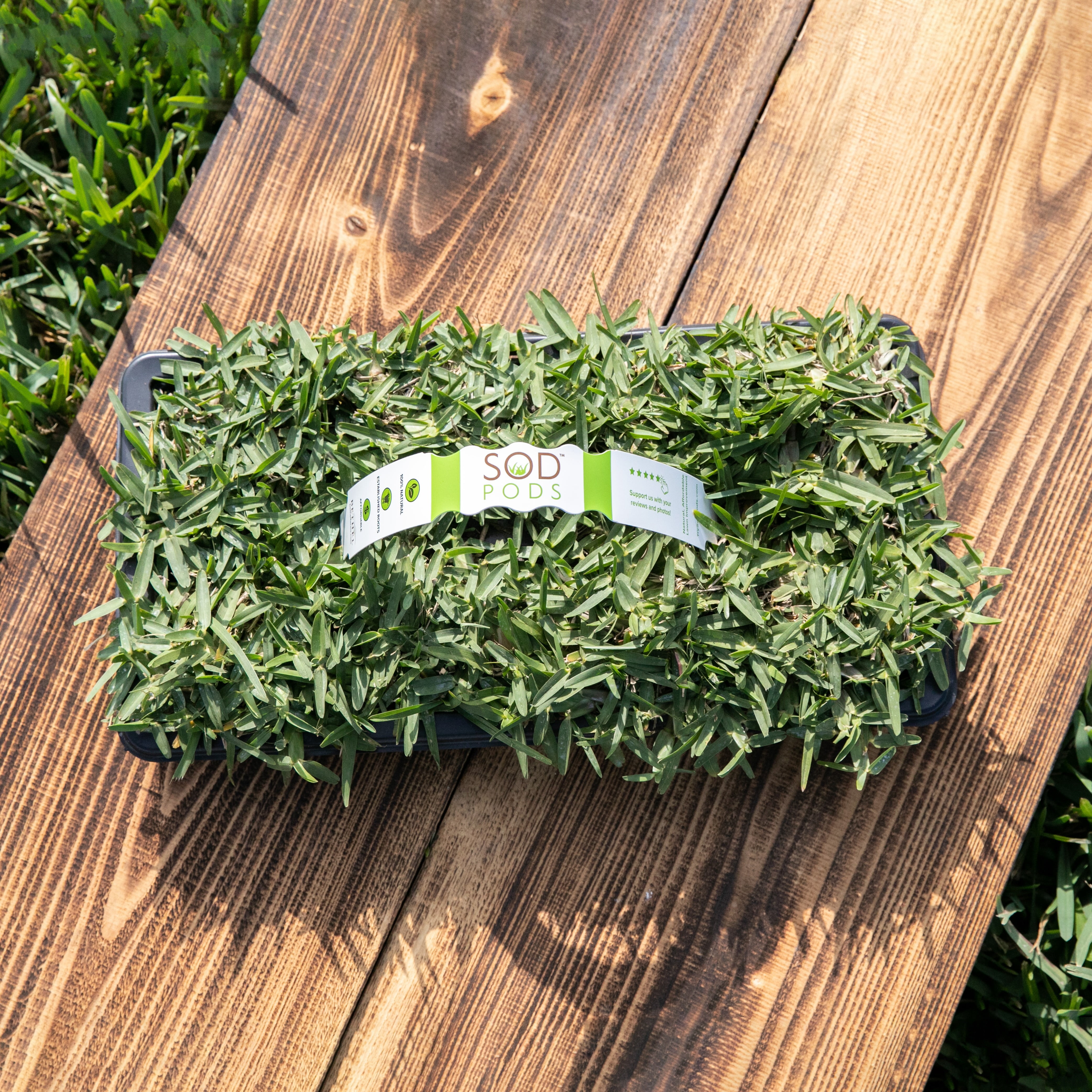 Sod Pods Grass St Augustine CitraBlue Grass Plug, Drought Resistant