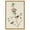 Gold Frame, variant on Mountain Laurel Canvas Print Botanical Art by Art Remedy, Gallery Wrapped, 16 x 24