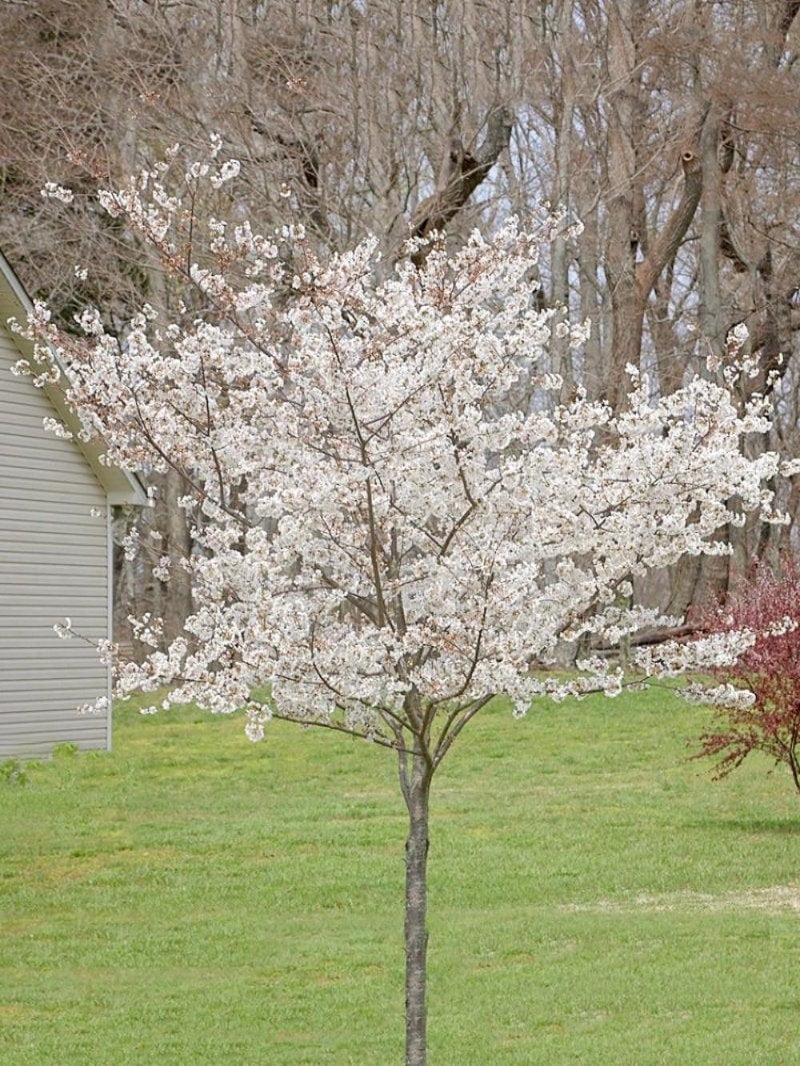 Expert Gardener 2-3 ft tall Yoshino White Flowering Cherry Live Tree in 5-Gallon Grower Pot