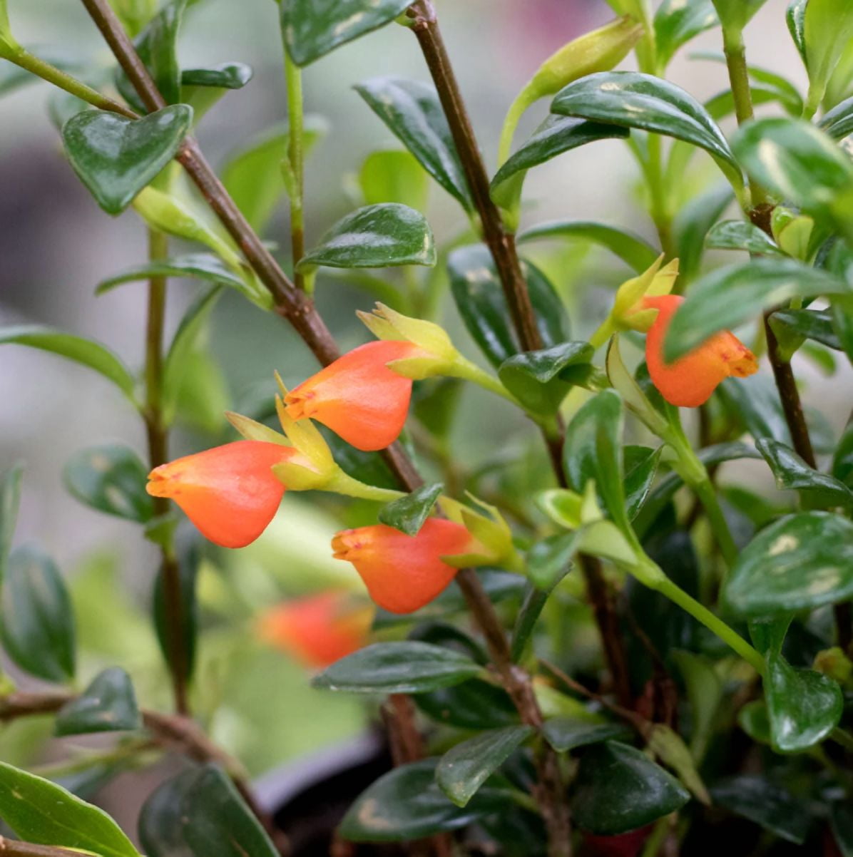 Goldfish Plant Live for Planting - Columnea Nematanthus Plant - Clog Plant for Indoor Outdoor in 4 Inch Pot