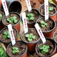 thumbnail image 7 of 4 IN/6 IN Flowerpots Small Plastic Plant Nursery Pots/flowerpots Seedlings, Flowers, Plant Containers, Seed Starting Pots, Plant Labels., 7 of 7
