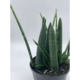 thumbnail image 3 of Sansevieria Boncel Cylindrica 6 inch, Starfish snakeplant, Super Filled Beautiful Snake Plant, 3 of 9