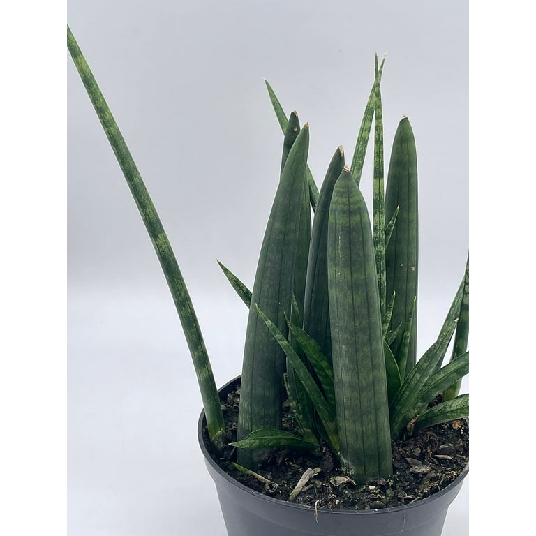 birds nest snake plant care Green Birds Nest Snake Plant - 4" Pot