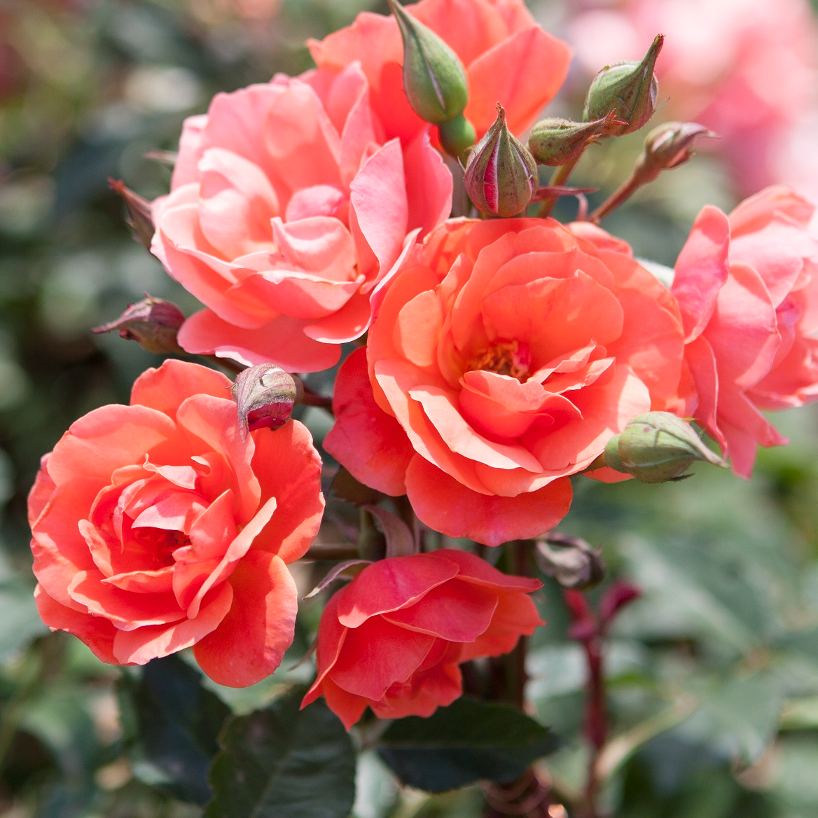 The Knock Out® Family of Roses 'The Coral Knock Out® Rose' Live Shrub in 1-Gallon Grower Pot