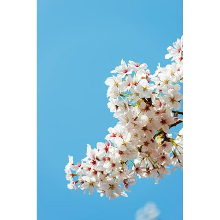 Asia, Republic of Korea, South Korea, Jeju Island, Jeju City, Spring Cherry Blossom Print Wall Art By Christian (Best Month To Visit Jeju Island Korea)