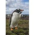 thumbnail image 2 of Illg, Cathy and Gordon 17x24 White Modern Wood Framed Museum Art Print Titled - Falkland Islands, Bleaker Island Gentoo penguins, 2 of 4